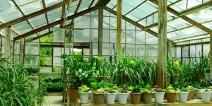 Benefits of Owning a Greenhouse