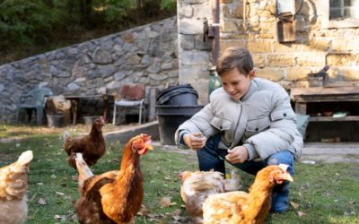 Raising Happy and Healthy Chickens with a Backyard Chicken Coop